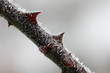 Rosendornen mit Raureif