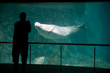 Beluga in aquarium