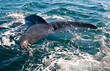 A Right Whale in Peninsula Valdes, Argentina.