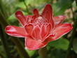 rose de porcelaine