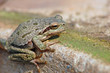 hyla sarda