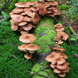 Champignons des bois