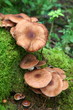 Champignons