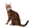 Bengal cat
