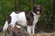 Jagdhund im Herbstwald