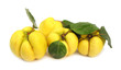 Quinces yellow with green leaves