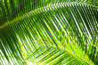 Palme in der Sonne