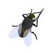 vector isolated fly