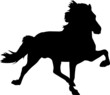 Toelt 12 - IcelandicHorse