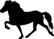 Toelt 15 - IcelandicHorse