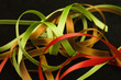 Close up of assorted ribbons