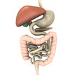 digestive system