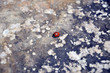 Ladybug