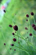 Flora Dots