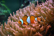 Nemo