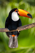 Toco Toucan in deep vegetation Toco Toucan in deep vegetation