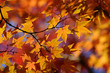 Japanese maple leaves Japanese maple leaves