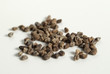 fenugreek; Bockshornklee