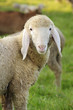 landwirtschaft