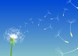 Blow Dandelion. Vector