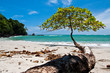 Tree growing towards the sea Tree growing towards the sea