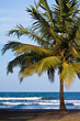 Palm trees on the beach near with blue sky Palm trees on the beach near with blue sky