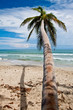 Palm trees on the beach near with blue sky Palm trees on the beach near with blue sky