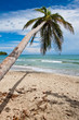 Palm trees on the beach near with blue sky Palm trees on the beach near with blue sky