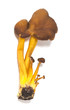 Chanterelle isolated on white background. Macro photo. Chanterelle isolated on white background. Macro photo.