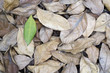 Green Leave With Wizened Leaves