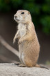 Standing prarie dog