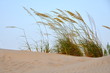 Photo: Strandhafer im Abendlicht Strandhafer im Abendlicht