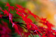 Colourful red and yellow acers with shallow focus
