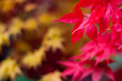 Colourful autumn acers with shallow focus