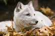 Arctic Fox