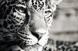 Foto: Jaguar Jaguar