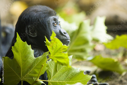 Photo: Hope for endangered gorilla Hope for endangered gorilla