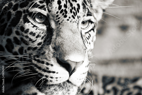 Photo: Jaguar Jaguar