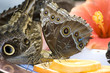 papillon