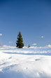Snow with tree and blue sky