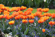 Foto: Orange Tulpen Orange Tulpen
