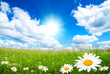 field of summer flowers