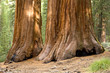 Giant Redwood Trees
