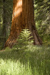 Little tree, big tree