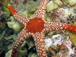 Underwater wildlife- Sea star