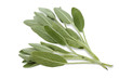 Branches of salvia on white background