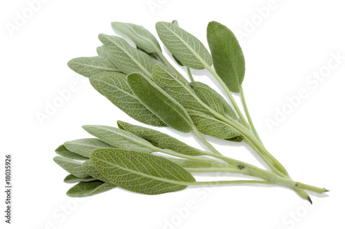 Branches of salvia on white background Branches of salvia on white background