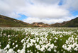 Artic cotton and coloured mountains
