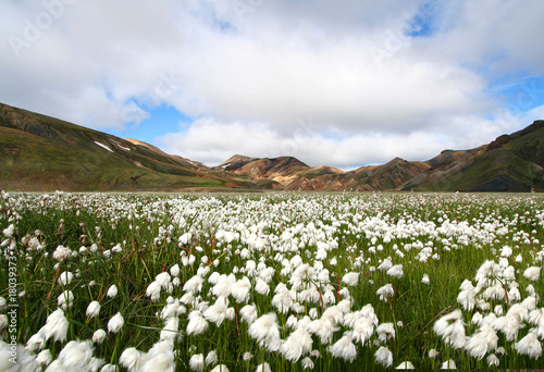 Photo: Artic cotton and coloured mountains Artic cotton and coloured mountains