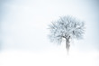 Frozen tree
